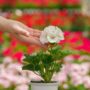 Geranium – Tango White – 4.5″ Pot